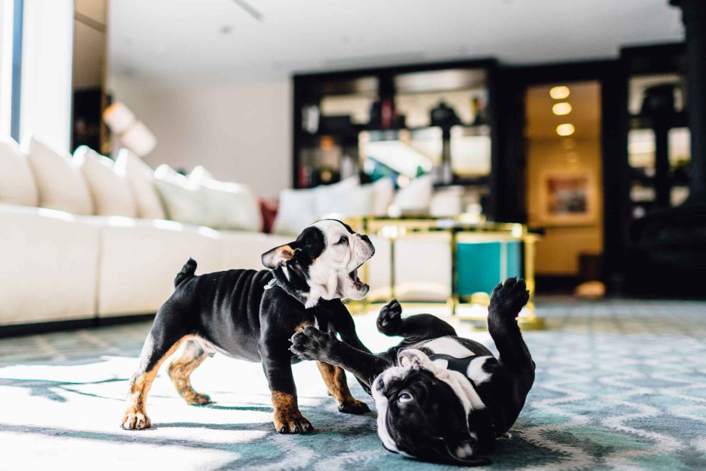 Two puppies playing in the hotel suite.