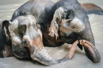 Elephants in Chiang Mai, Thailand