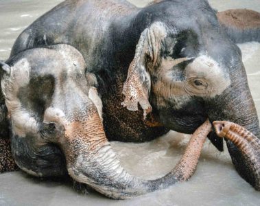 Elephants in Chiang Mai, Thailand