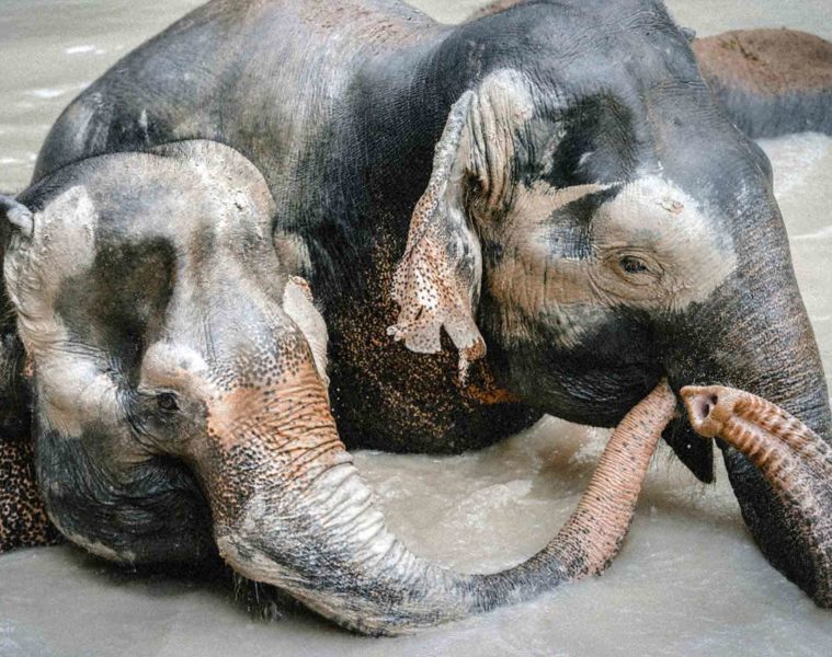 Elephants in Chiang Mai, Thailand