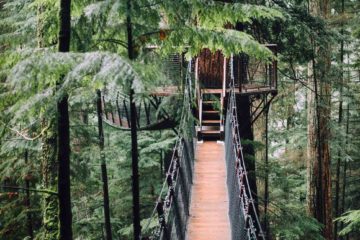 Treetop walk in Stanley Park in Vancouver, Canada