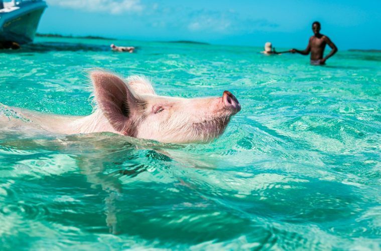 Grand Isle Resort Spa Great Exuma Swimming Pigs Out There Grand Isle Resort Spa Great Exuma Swimming Pigs