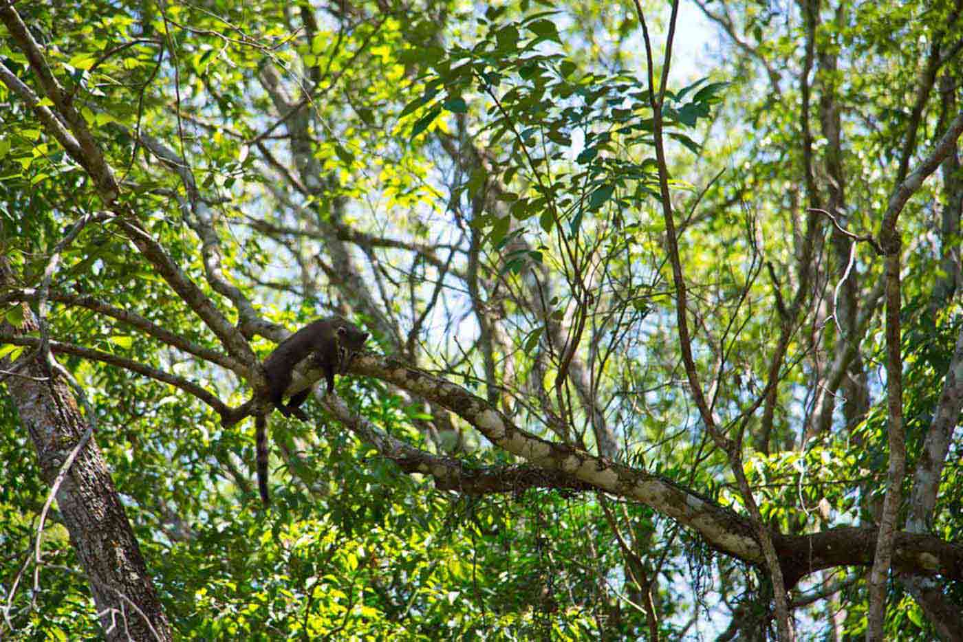 Iguazu, Argentina Coati