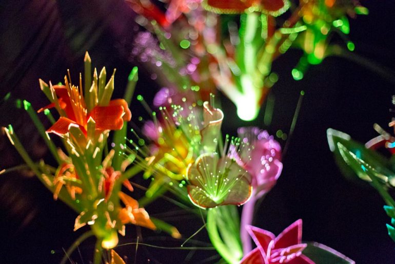 Joanna Vascocelo's Nighttime Garden