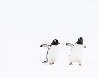 Antarctica