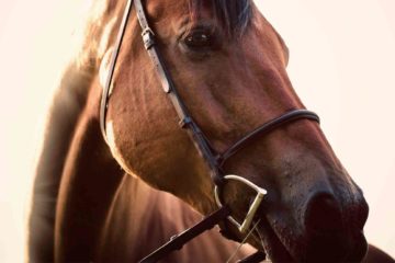 A horse in Buenos Aires, Argentina