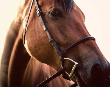 A horse in Buenos Aires, Argentina