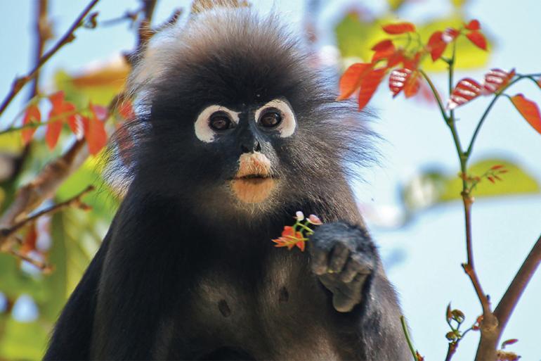 Four Seasons Langkawi, Malaysia