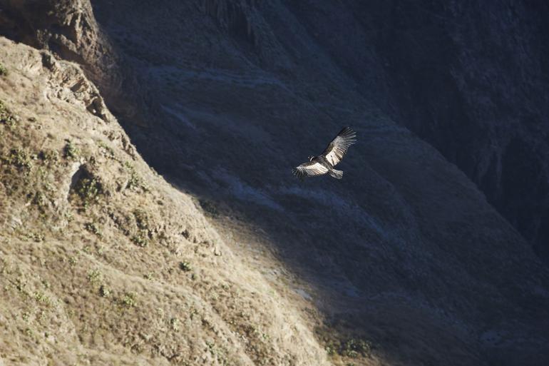Belmond Andean Explorer, Arequipa, Cusco, Peru