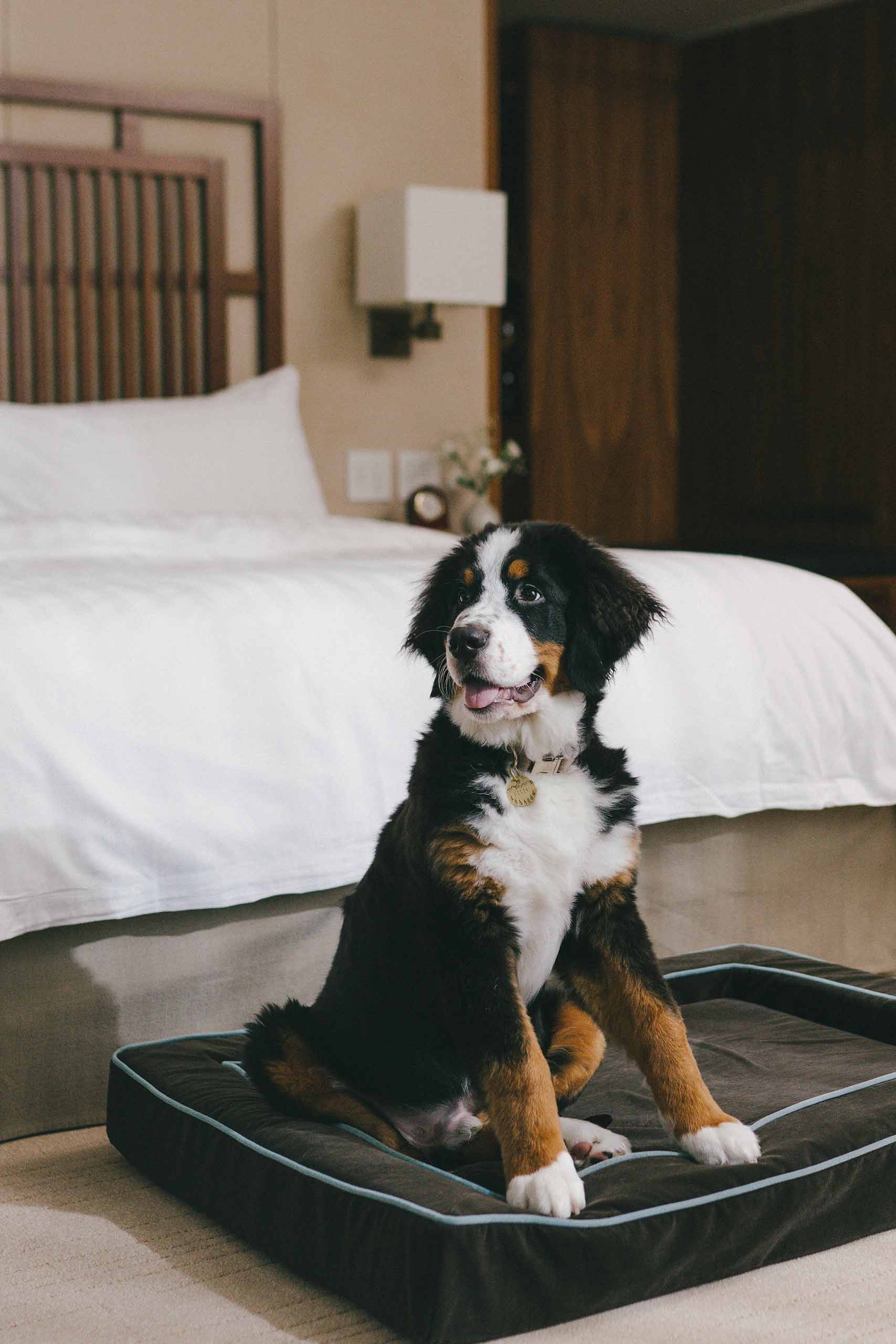 Dog enjoying the pet-friendly Shangri-La Vancouver