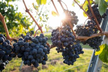 Grapes at a vineyard in Hua Hin, Thailand