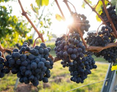 Grapes at a vineyard in Hua Hin, Thailand