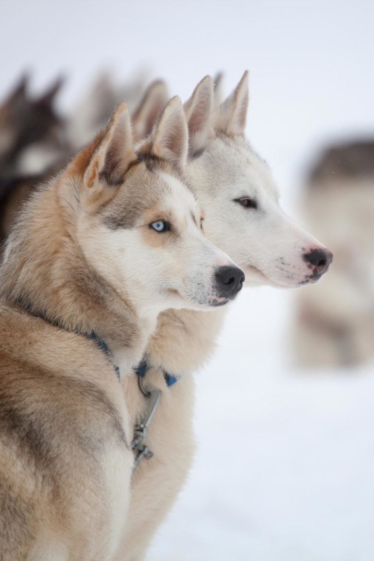 Torassieppi, Finland