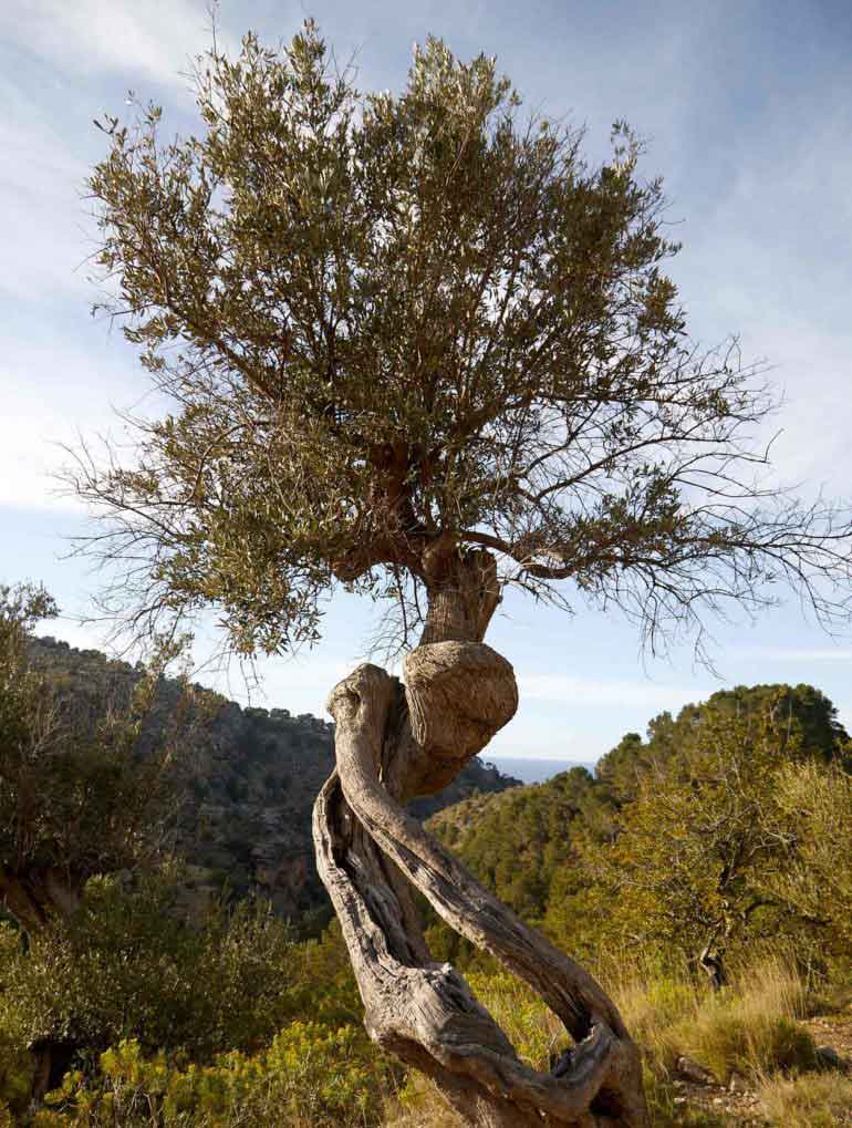Deia, Mallorca, Spain