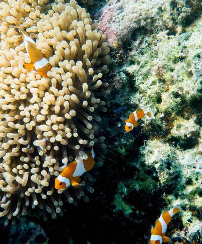 Bawah Reserve, Anambas Islands, Indonesia