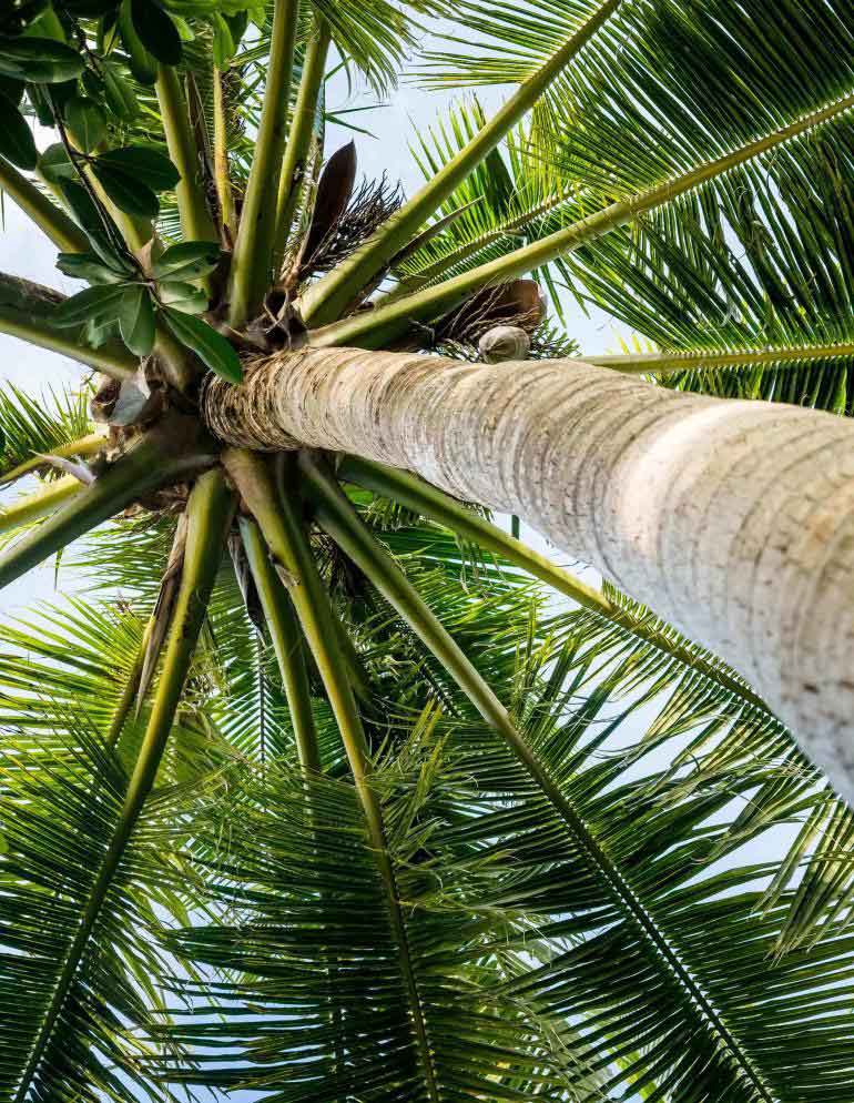 Bawah Reserve, Anambas Islands, Indonesia
