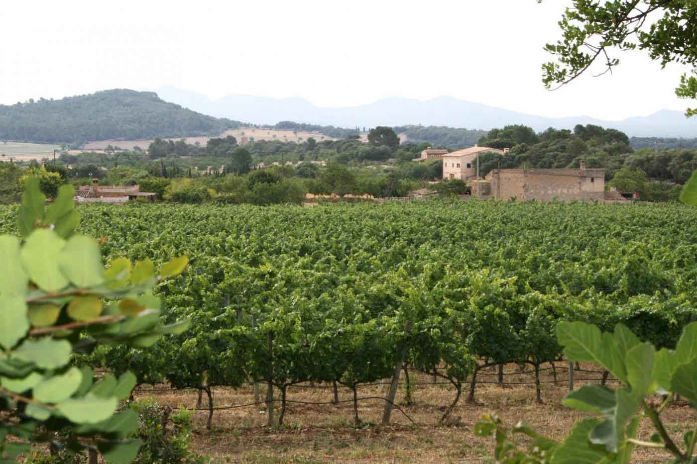 Can Felui, Mallorca, Spain