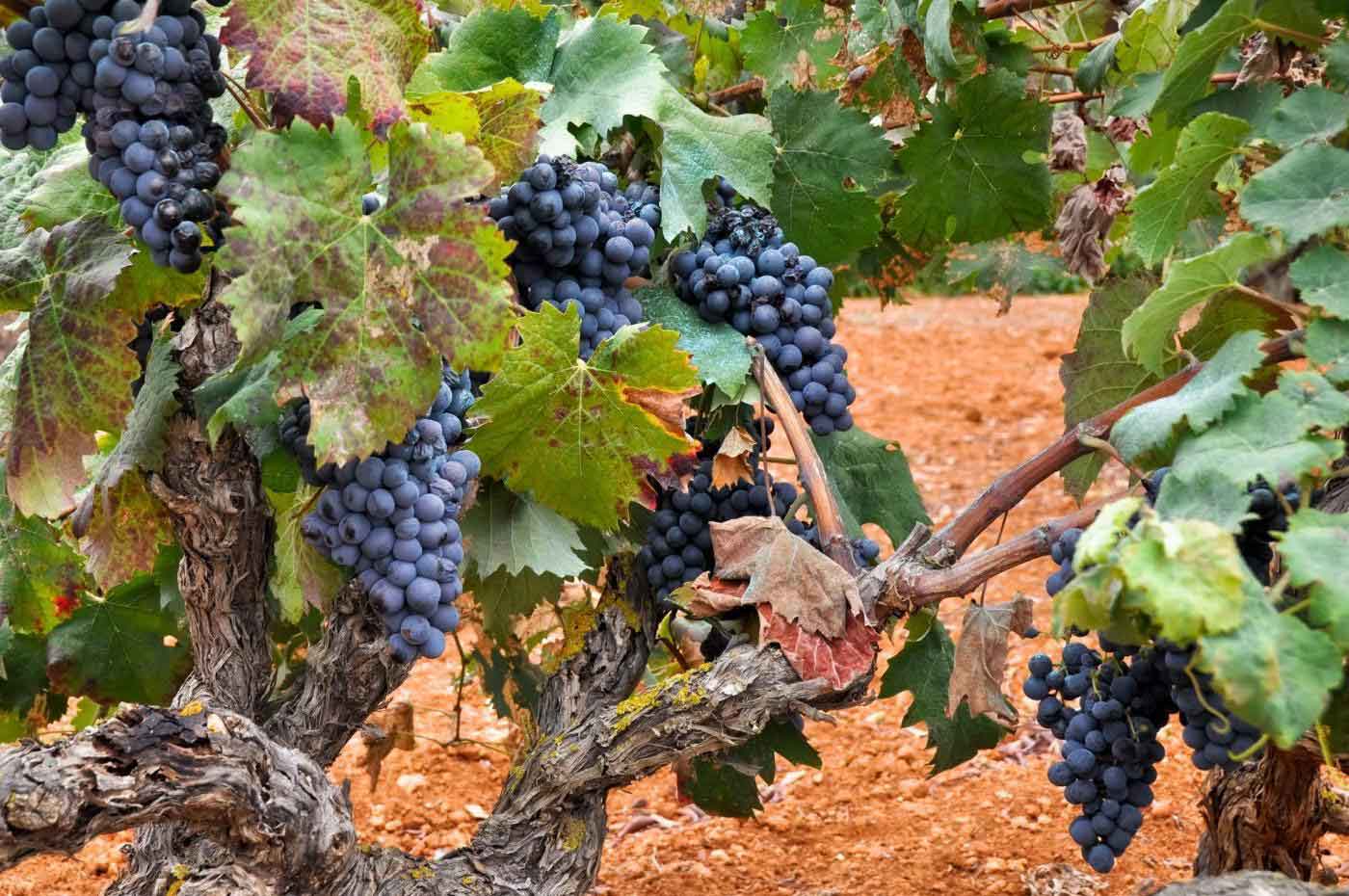 Can Felui, Mallorca, Spain