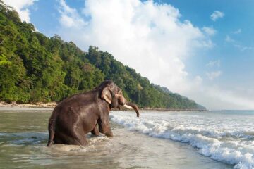 Havelock Island, Andaman Islands, India