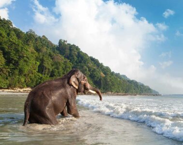 Havelock Island, Andaman Islands, India