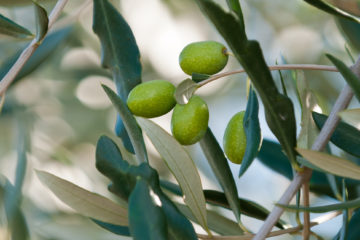 Son Naava, Mallorca, Spain