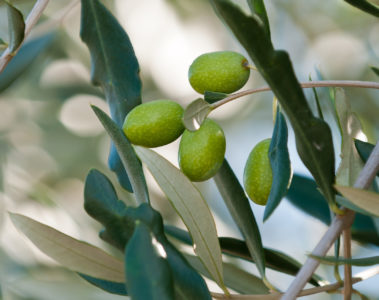 Son Naava, Mallorca, Spain