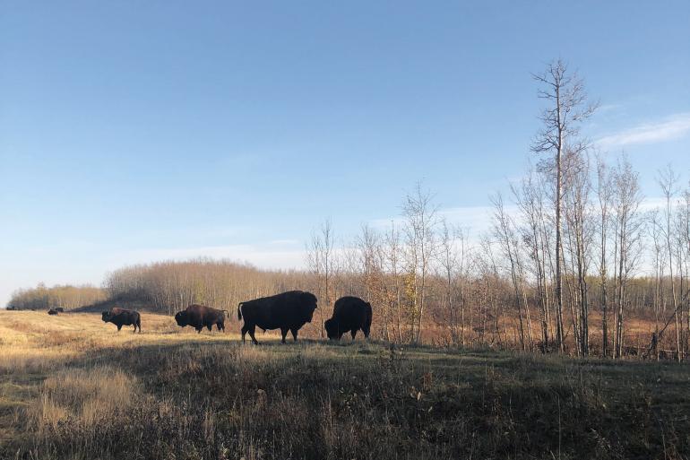 Edmonton, Alberta, Canada