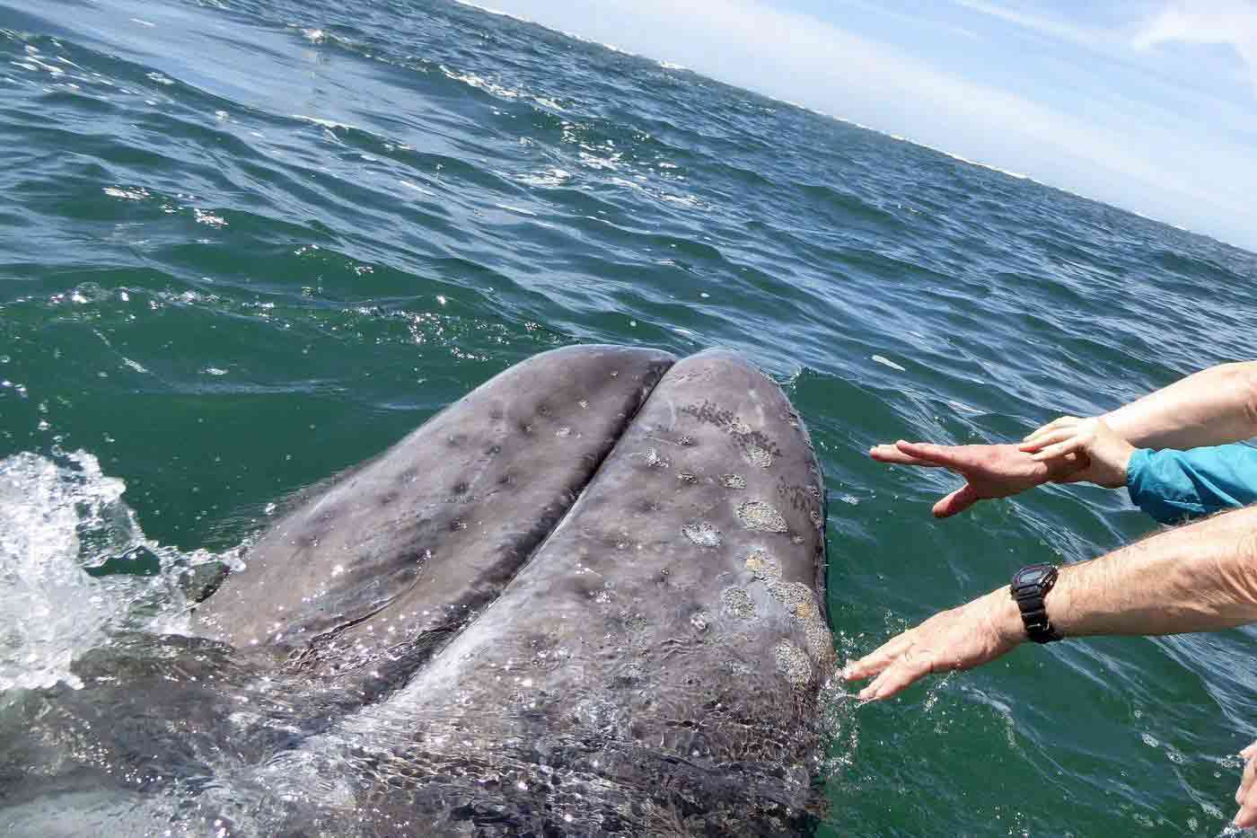 Sea of Cortez, Baja California, Mexico