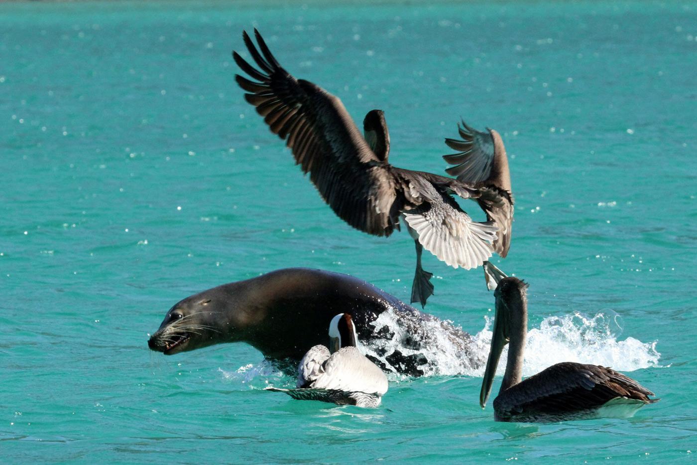 Sea of Cortez, Baja California, Mexico