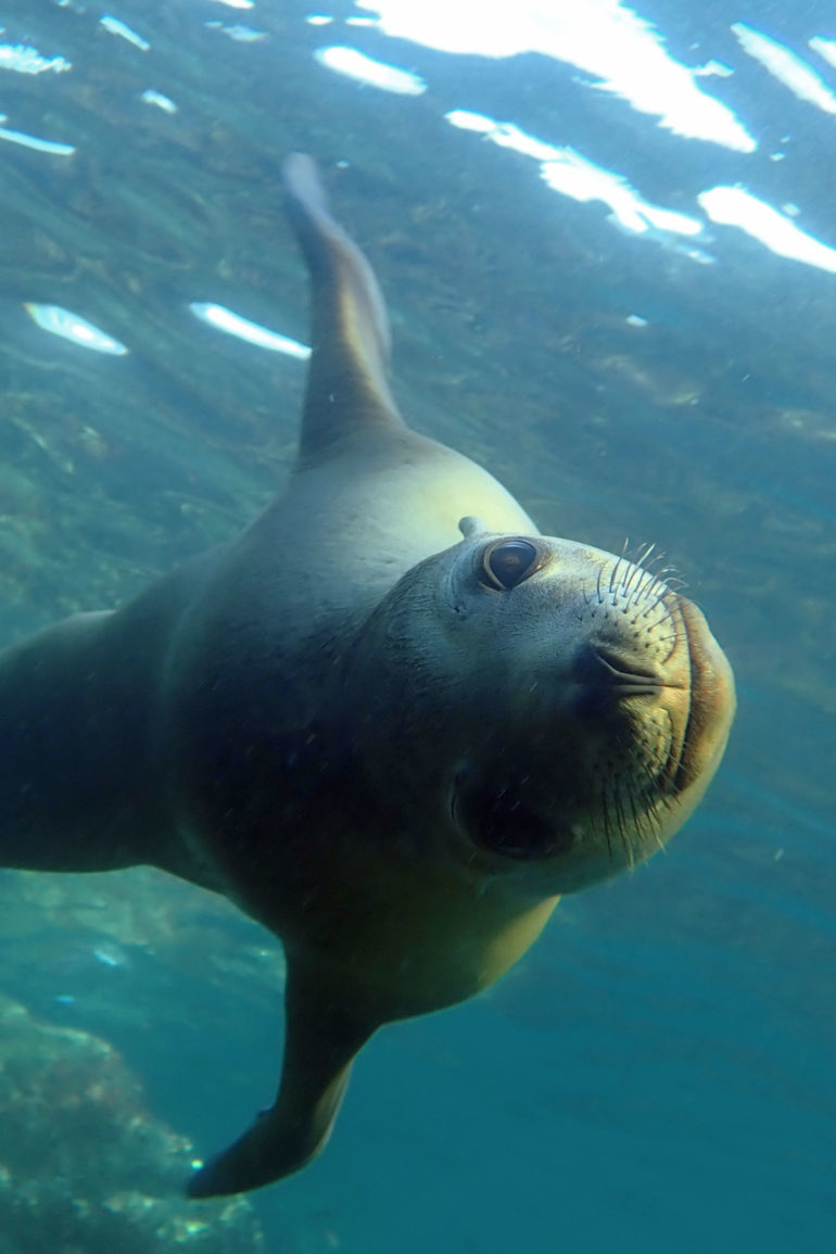 Sea of Cortez, Baja California, Mexico