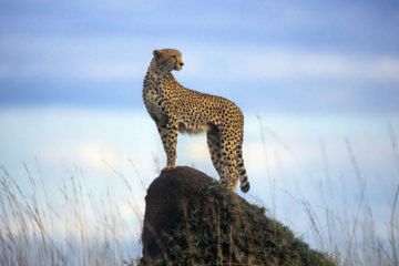 Cheetah plains offer exclusive-use villas, changing up the traditional safari-lodge concept