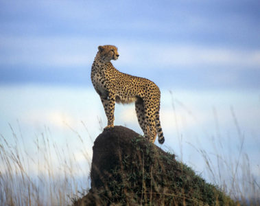 Cheetah plains offer exclusive-use villas, changing up the traditional safari-lodge concept