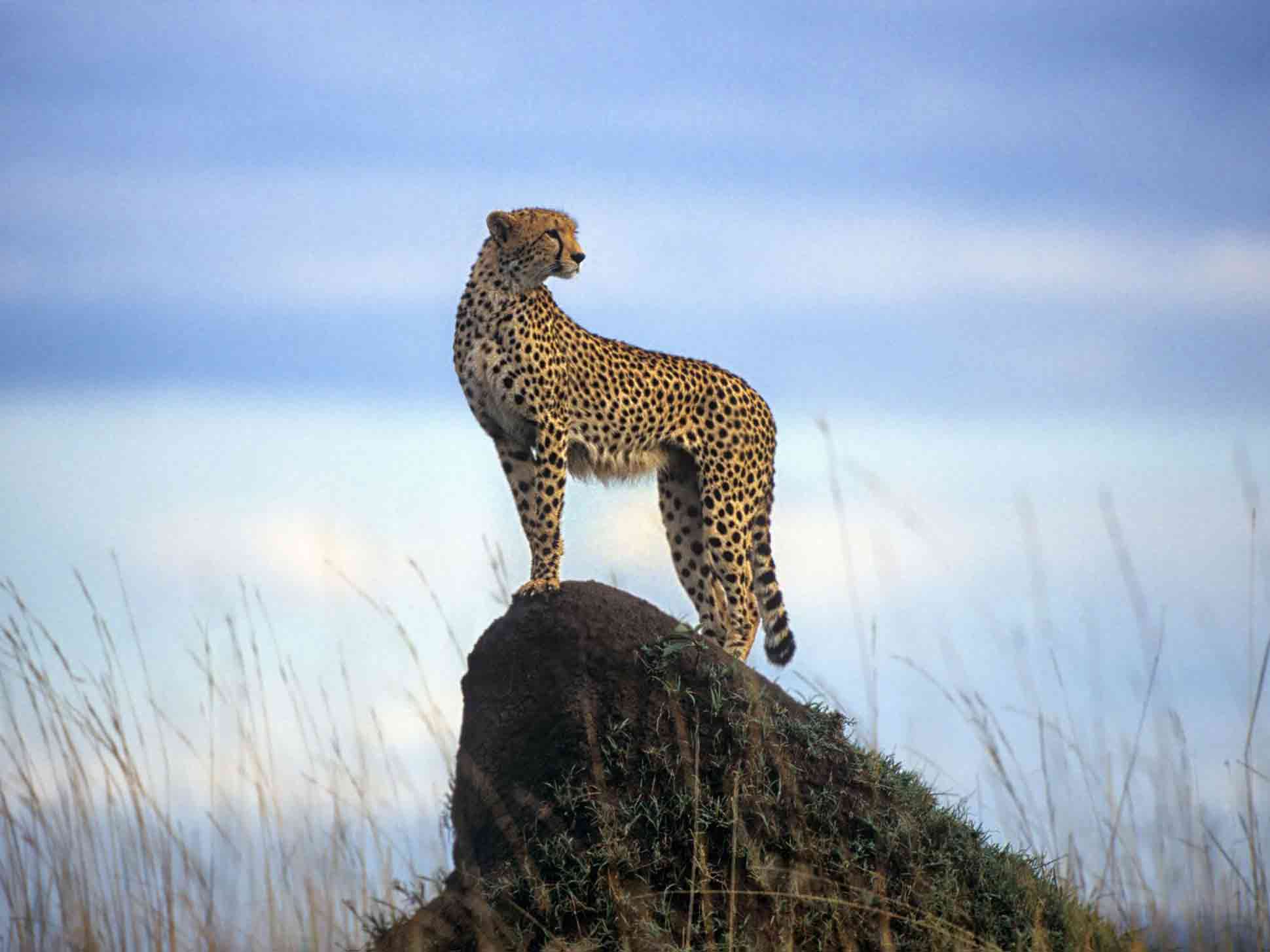 Cheetah plains offer exclusive-use villas, changing up the traditional safari-lodge concept