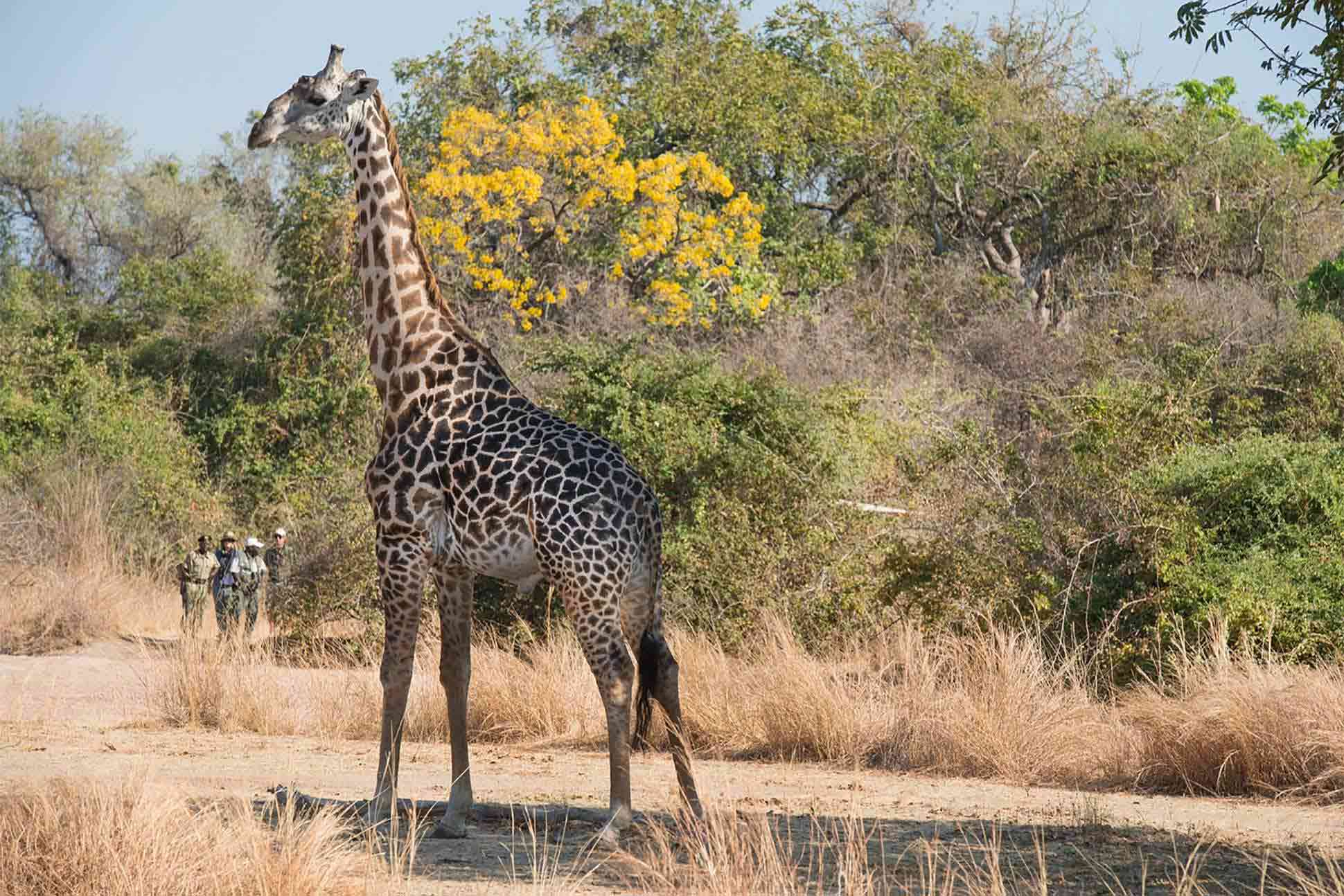 Zambia