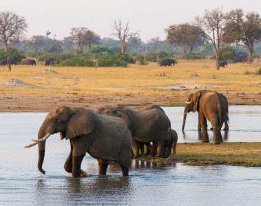 Elephants bathe in Hwange National Park, Zimbabwe, Africa. Photography by Sarah Kerr, courtesy of Wilderness Safaris