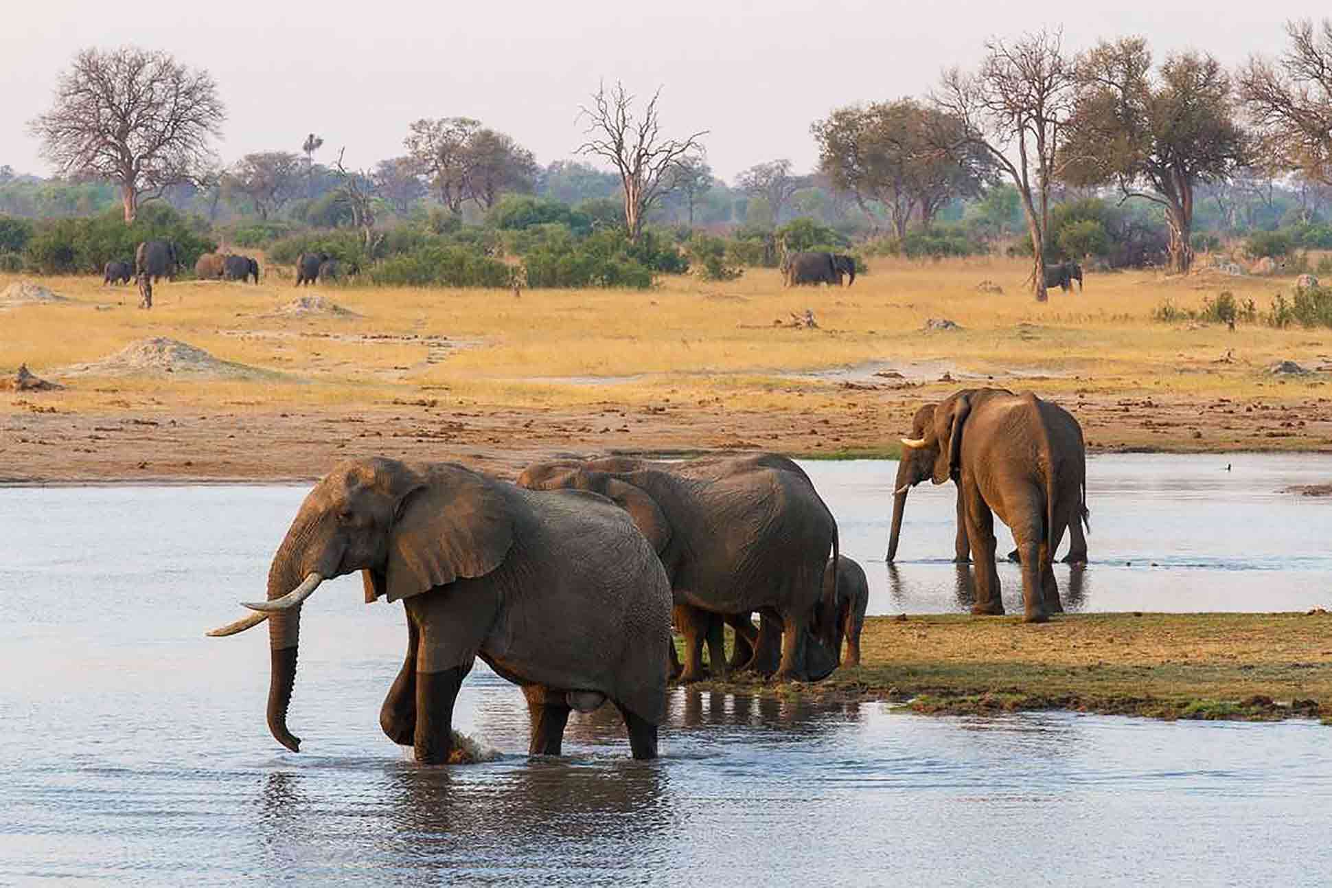 Elephants bathe in Hwange National Park, Zimbabwe, Africa. Photography by Sarah Kerr, courtesy of Wilderness Safaris