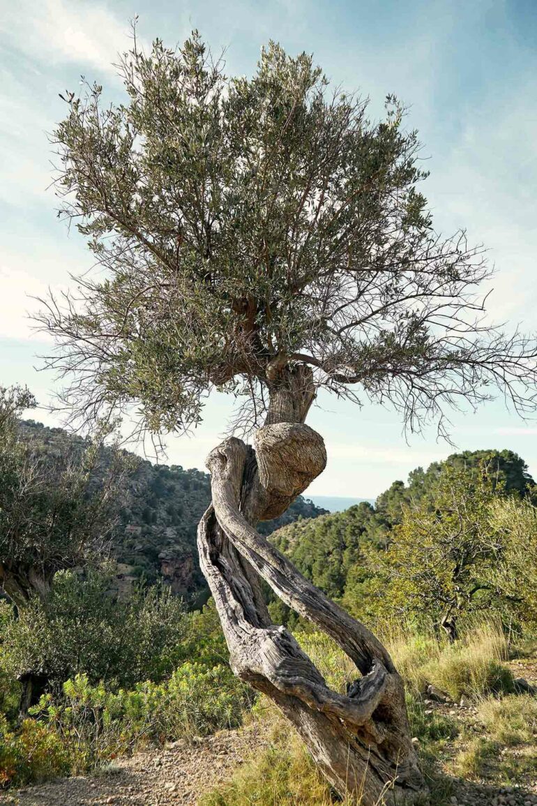 Mallorca, Balearic Islands, Spain by Martin Perry