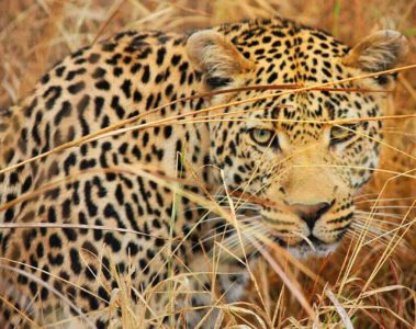 Virgin Limited Edition showcases live game drives from Ulusaba and Mahali Mzuru on their Instagram account @virginlimitededition