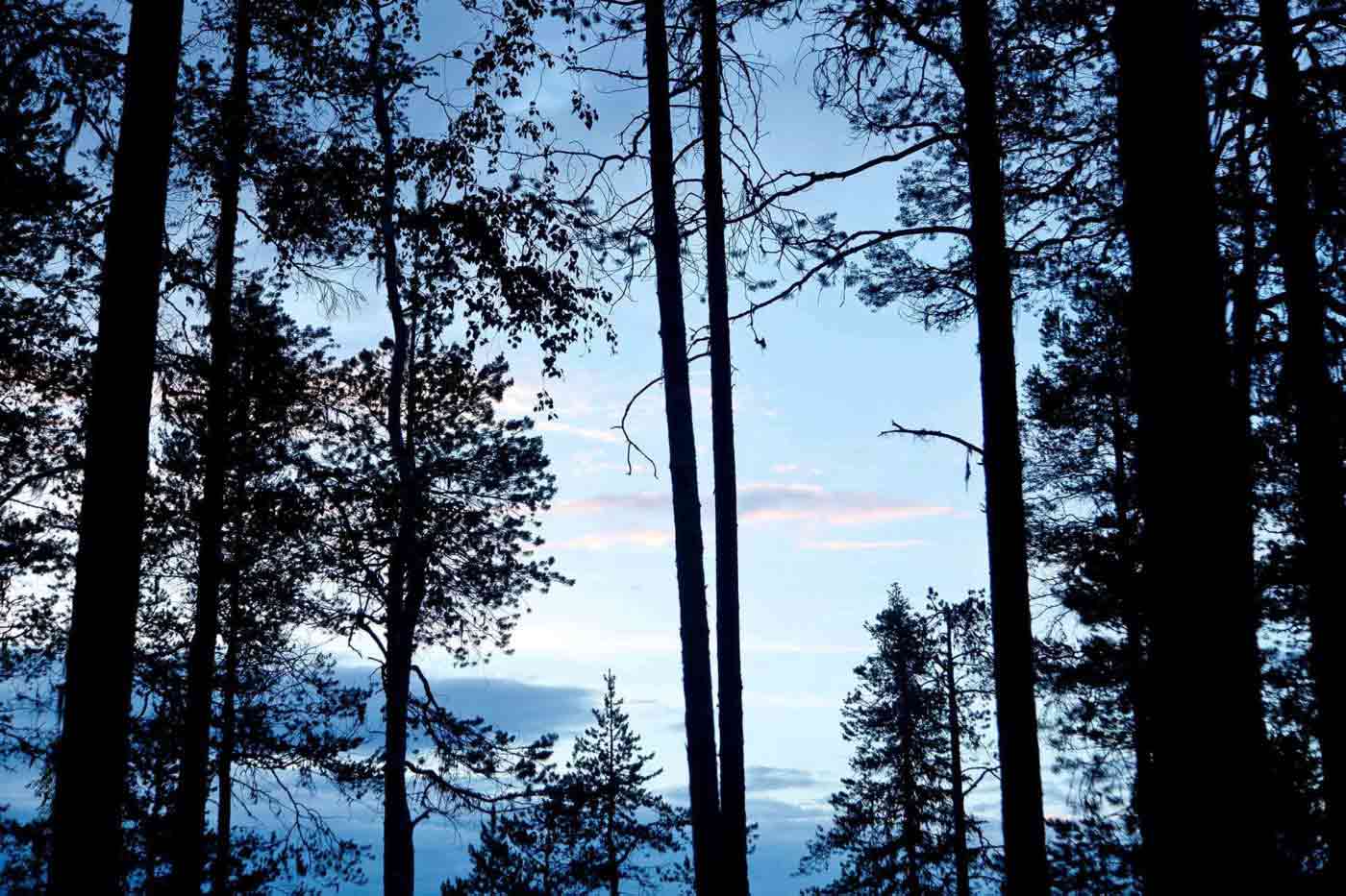 Midsummer in Swedish Lapland Sweden, photography by Martin Perry