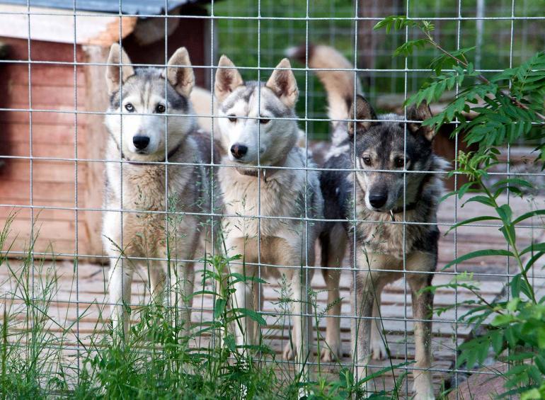 Midsummer in Swedish Lapland Sweden, photography by Martin Perry