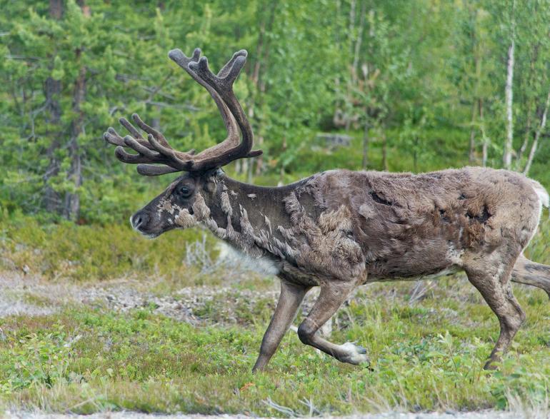 Midsummer in Swedish Lapland Sweden, photography by Martin Perry