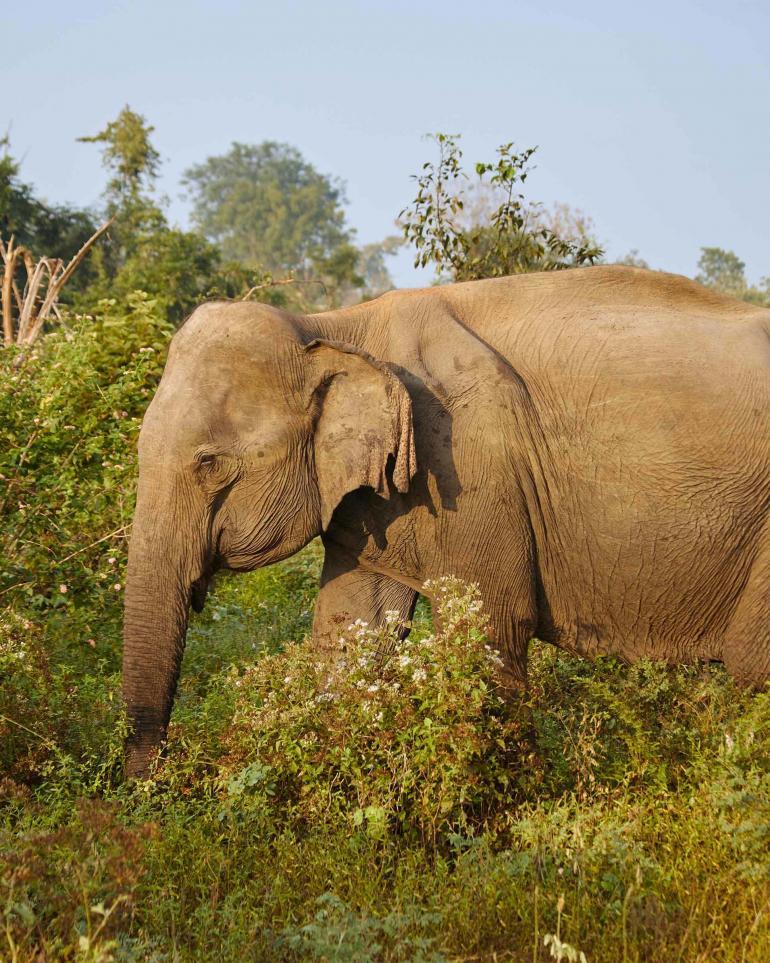 Udawalawe National Park, Sri Lanka