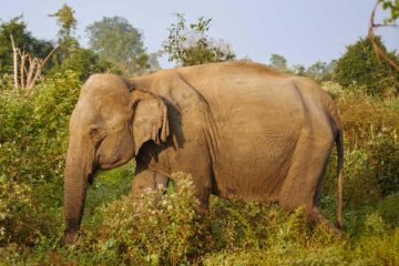 Udawalawe National Park, Sri Lanka