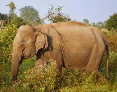 Udawalawe National Park, Sri Lanka
