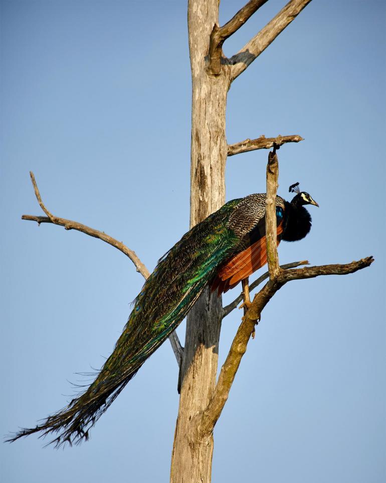 Udawalawe National Park, Sri Lanka
