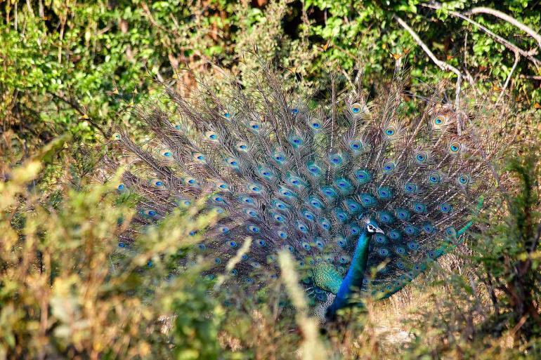 Udawalawe National Park, Sri Lanka