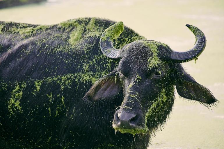 Udawalawe National Park, Sri Lanka