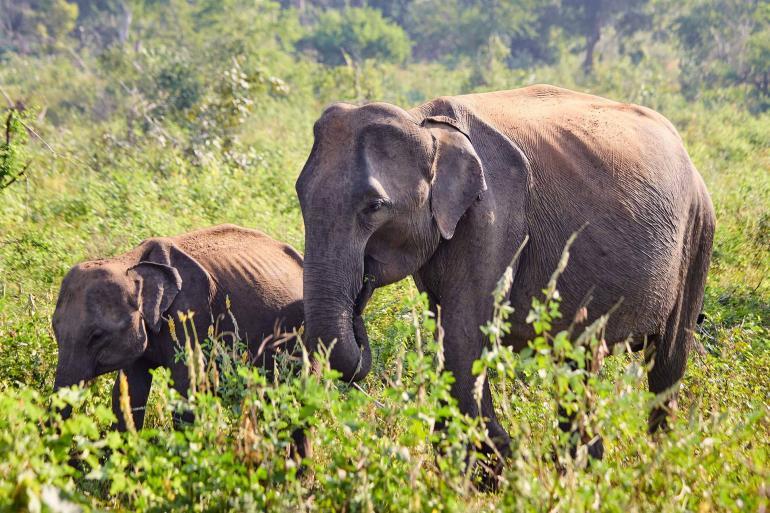 Udawalawe National Park, Sri Lanka