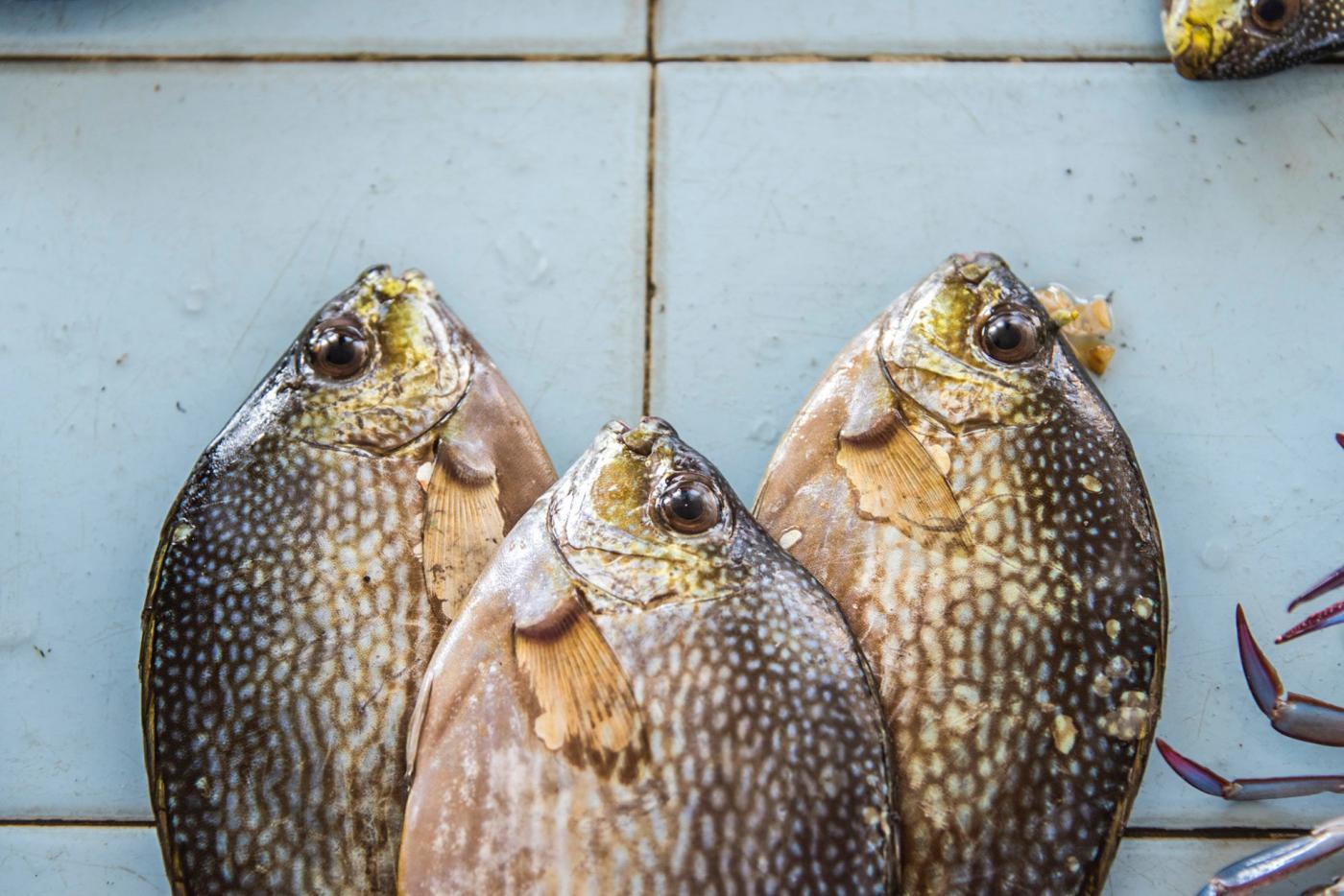 The east coast of Sri Lanka