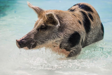 Swimming pig in the Exumas, Bahamas